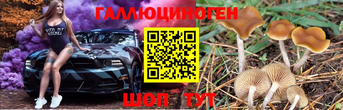 Псилоцибиновые грибы Psilocybe Киреевск